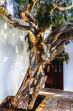Eucalyptus trunk, Teguise, Lanzarote, Canary Islands, Spain