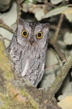 Eurasian Scops Owl (Otus scops), Covilha, Portugal