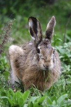 Beautiful brown hare (Lepus europaeus), April, Germany