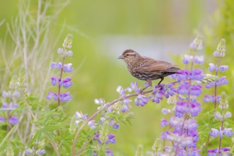 Red-winged Blackbird (Agelaius phoeniceus) female, Washington, USA