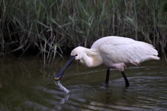 Spoonbill (Platalea leucorodia) looking for food in shallow water with drops of water in its open