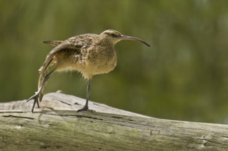 Bristle-thighed Curlew (Numenius tahitiensis), Hawaii, USA