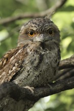 Tawny Frogmouth (Podargus strigoides) juvenile, Queensland, Australia