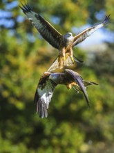 Red Kite, Milvus milvus, bird in flight