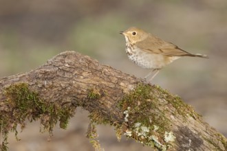 Swainson's Thrush (Catharus ustulatus) perched on a log, Texas, USA