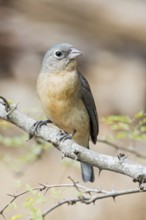 Rose-bellied Bunting (Passerina rositae) perched on a branch in Oaxaca, Mexico
