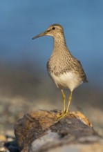 Pectoral Sandpiper (Calidris melanotos), British Columbia, Canada