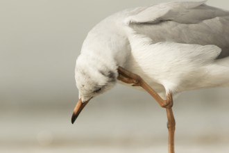 Grey-headed Gull (Chroicocephalus cirrocephalus) preening, Gambia