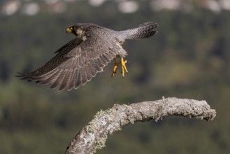 Peregrine falcon (Falco peregrinus), female in flight, Extremadura, Spain