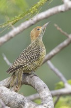 Fernandinas Flicker (Colaptes fernandinae) perched on a branch in Cuba
