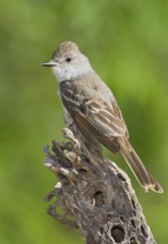 Ash-throated Flycatcher (Myiarchus cinerascens), Arizona, USA