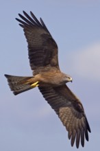 Black Kite (Milvus migrans) flying, Saxony-Anhalt, Germany