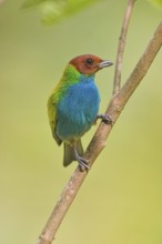 Bay-headed Tanager (Tangara gyrola), Costa Rica