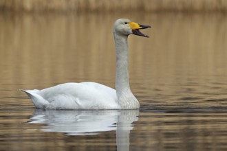 Whooper Swan (Cygnus cygnus) calling, Saxony-Anhalt, Germany