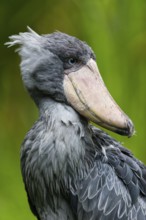 Shoebill Stork (Balaeniceps rex), portrait of adult bird, native to East Africa, South Sudan and