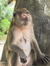 A thoughtful monkey sits peacefully by a tree, surrounded by lush greenery. Its expressive eyes and