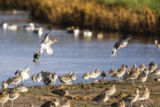Eurasian Curlew, Numenius arquata, birds on marshes