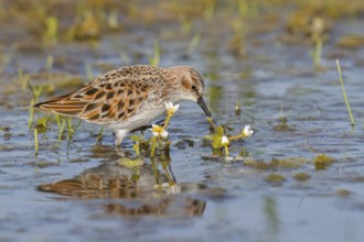 Animals, Birds, Little Sandpiper, (Calidris minuta), Biotope, Habitat, Foraging, Migratory bird,