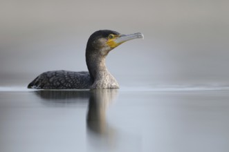 Great Cormorant (Phalacrocorax carbo), Thuringia, Germany