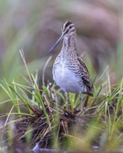 Common snipe (Gallinago gallinago) or marsh snipe. Shallow water zone, reed belt, foraging, wading