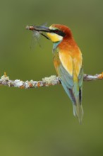 European Bee-eater (Merops apiaster) with dragonfly in beak, Andalusia, Spain