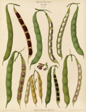 Vegetables, beans, dwarf beans, kidney beans or bush beans, after Ernst Samuel Benary (10 November