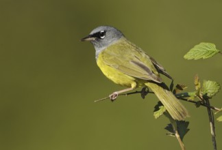 MacGillivray's Warbler (Geothlypis tolmiei), British Columbia, Canada