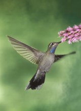 Blue-throated Mountaingem (Lampornis clemenciae), Arizona, USA