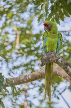 Great green macaw (Ara ambiguus) Costa Rica