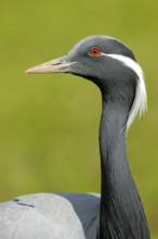 Jungfernkranich (Anthropoides virgo), Portrait, captive, Zoo/Gehege, NRW, Deutschland
