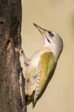Grey-headed Woodpecker (Picus canus) male perched at tree, Romania