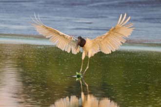 A bird lands on the water surface with its wings spread out, Jabiru (Jabiru mycteria), Pantanal,
