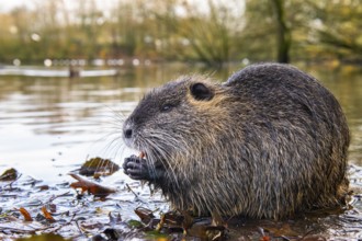 Nutria (Myocastor coypus) in a body of water, Osnabrück, Lower Saxony, Germany