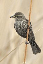 Tricolored Blackbird (Agelaius tricolor) female, California, USA