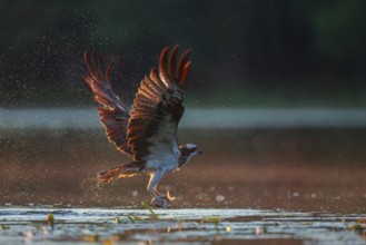 Western Osprey (Pandion haliaetus) hunting, with fish prey in its claws, Poland