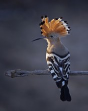 Hoopoe (Upupa epops) Bird of the Year 2022, sunrise, blue hour, backlight, portrait, raised bonnet,