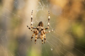 European garden spider (Araneus diadematus) hanging on a spider web at eveing on the island of