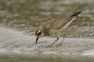 Caspian Plover (Charadrius asiaticus), Goa, India