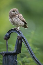 Little owl (Athene noctua), Vechta, Lower Saxony, Germany