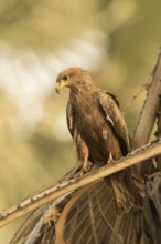 Black Kite (Milvus migrans), Gambia