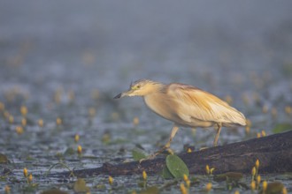 Squacco Heron (Ardeola ralloides) in the fog Hungary