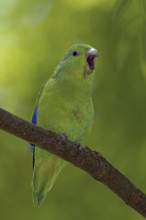 Blue-winged Parrotlet (Forpus xanthopterygius) male, Atlantic rainforest, Brazil