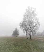 Landscape photography, fog in January, Berlin Lübars, Germany