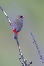 Beautiful Firetail (Stagonopleura bella) perched on a branch, Victoria, Australia