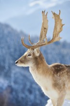 European fallow deer (Dama dama) buck portrait in the mountains in tirol, snow, Kitzbühel, Wildpark