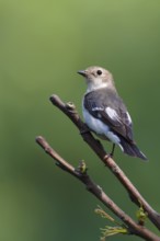 Collared Flycatcher (Ficedula albicollis) female, Debrecen, Hungary