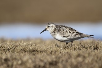 Baird's Sandpiper (Calidris bairdii) male, Alaska, USA