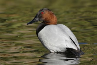 Canvasback (Aythya valisineria) male, Arizona, USA