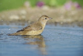 Garden Warbler (Sylvia borin) bathing, Aosta Valley, Italy