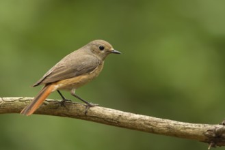 Common Redstart (Phoenicurus phoenicurus) female, Utrecht, Netherlands